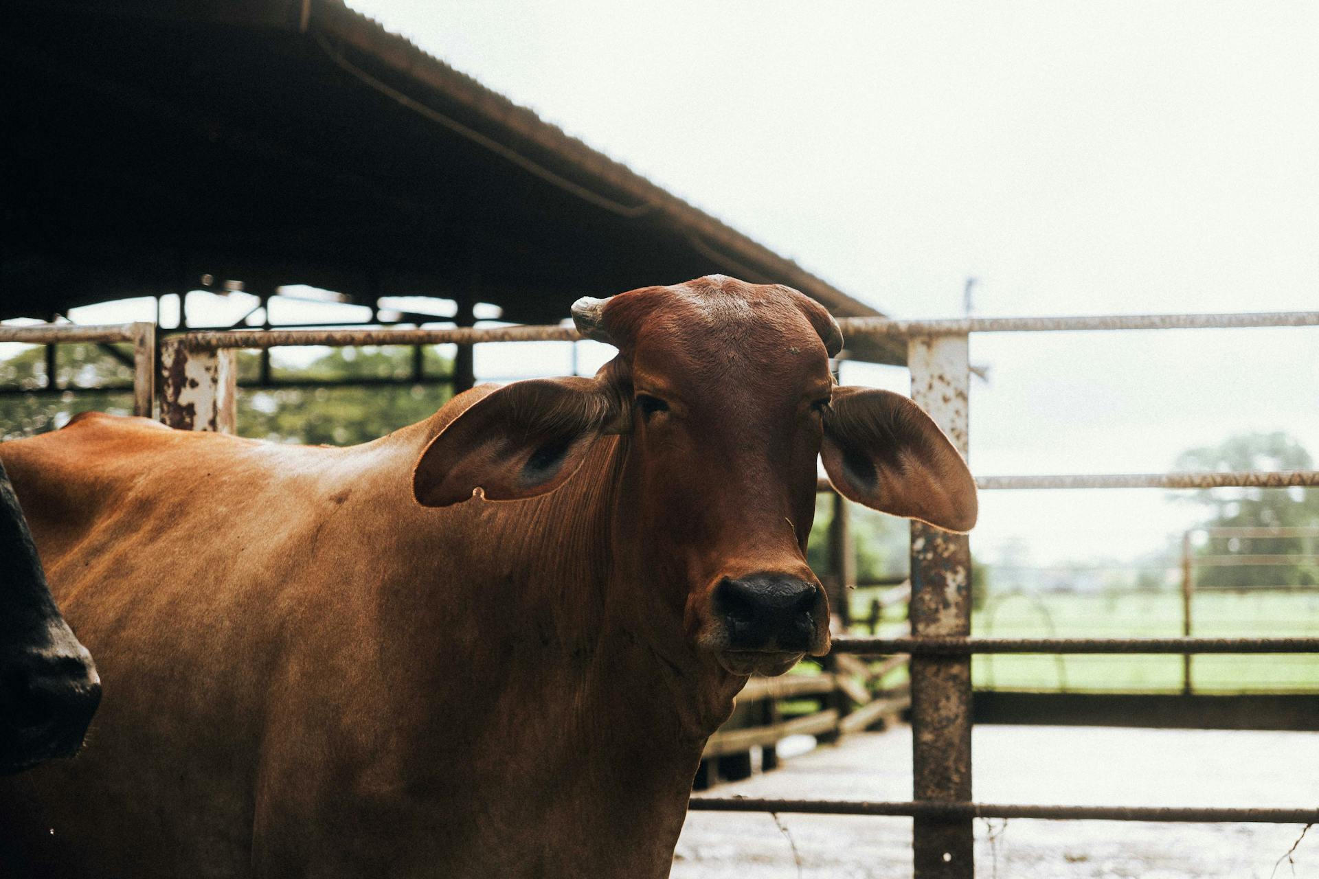 Brown cow in farm enclosure on a bright day, showcasing rural life.