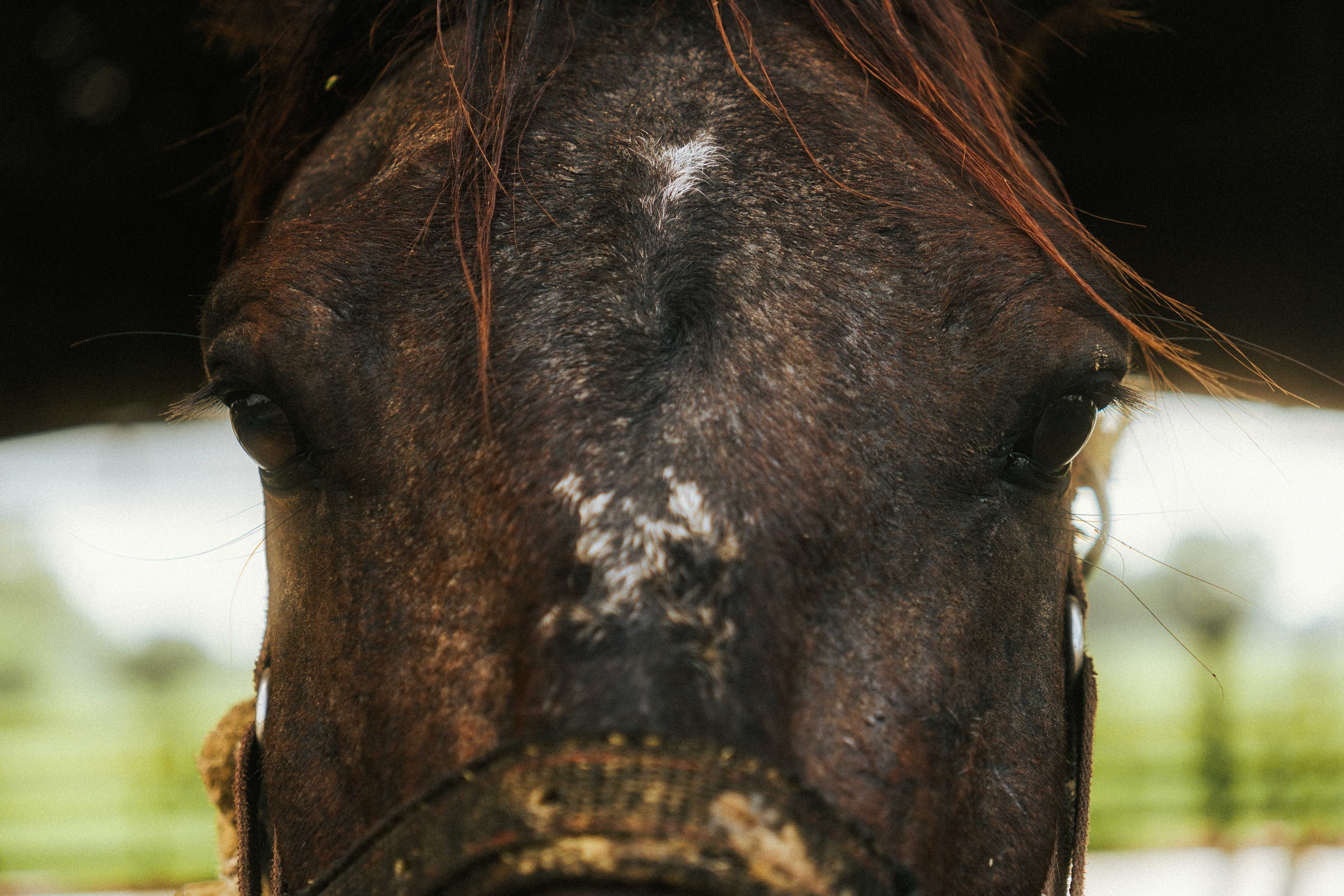 Detailed close-up of a horse's face, highlighting its eyes and natural texture in an outdoor setting.
