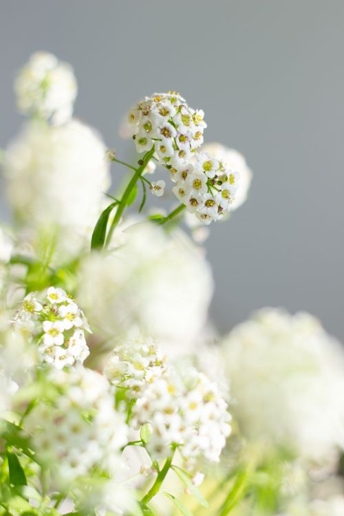 Free Delicate white Sweet Alyssum flowers blooming in a soft focus. Ideal for spring themes. Stock Photo