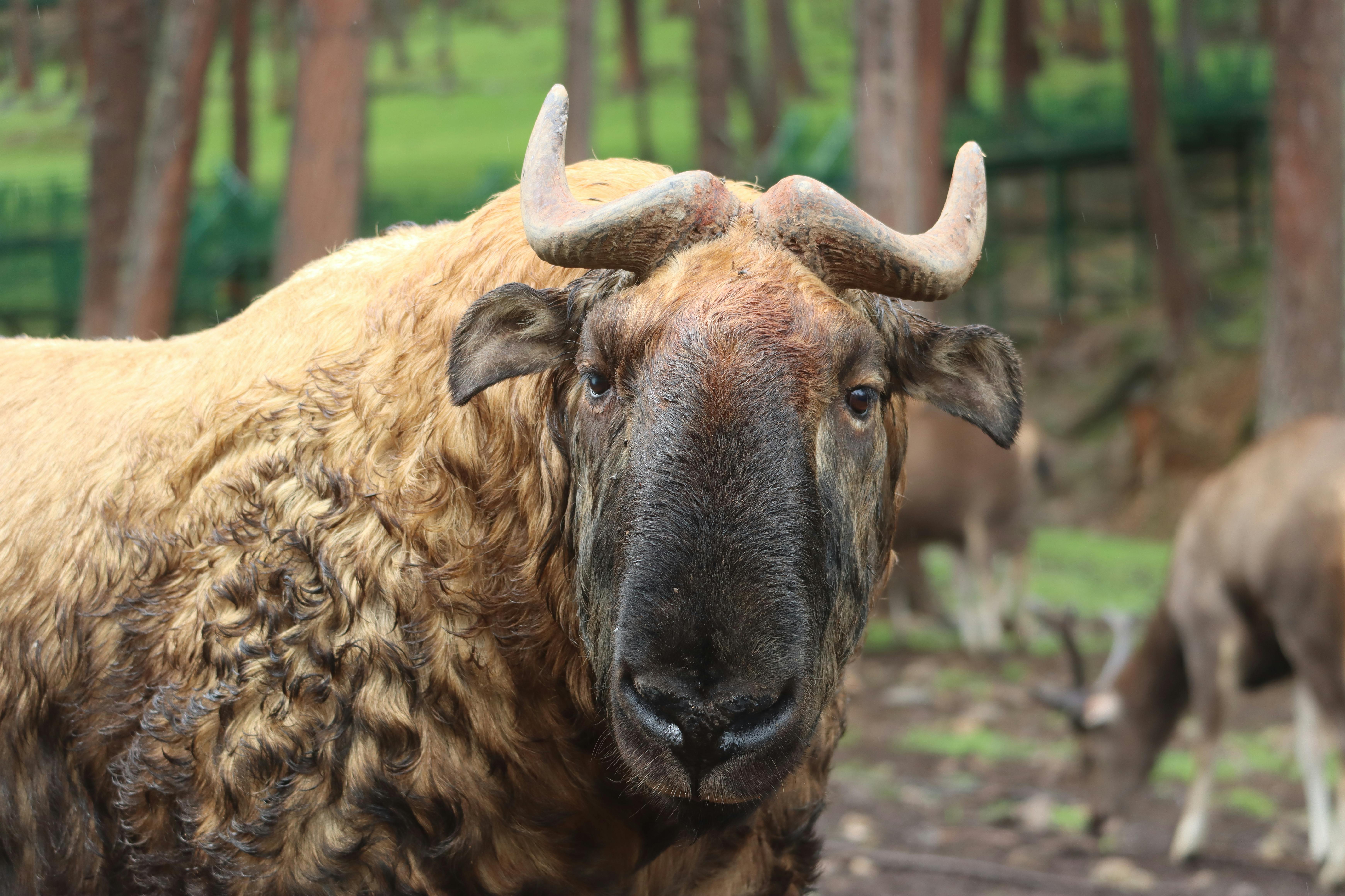 Thrilling Wildlife Encounters