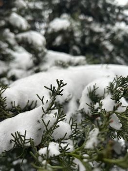 Close-up of snow-covered pine branches, capturing the serene winter atmosphere.
