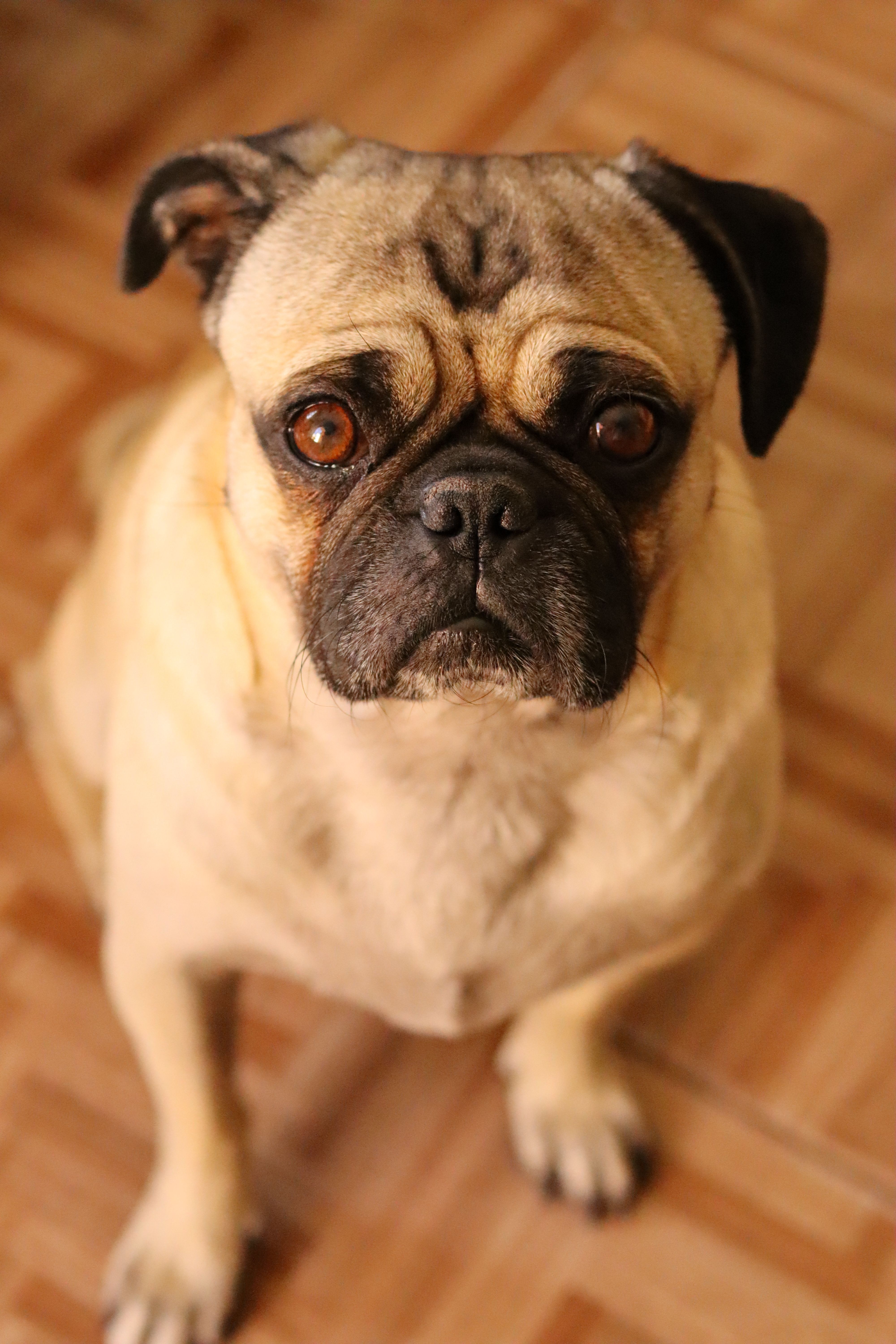 Adorable pug dog sitting indoors with a curious expression on a tiled floor.
