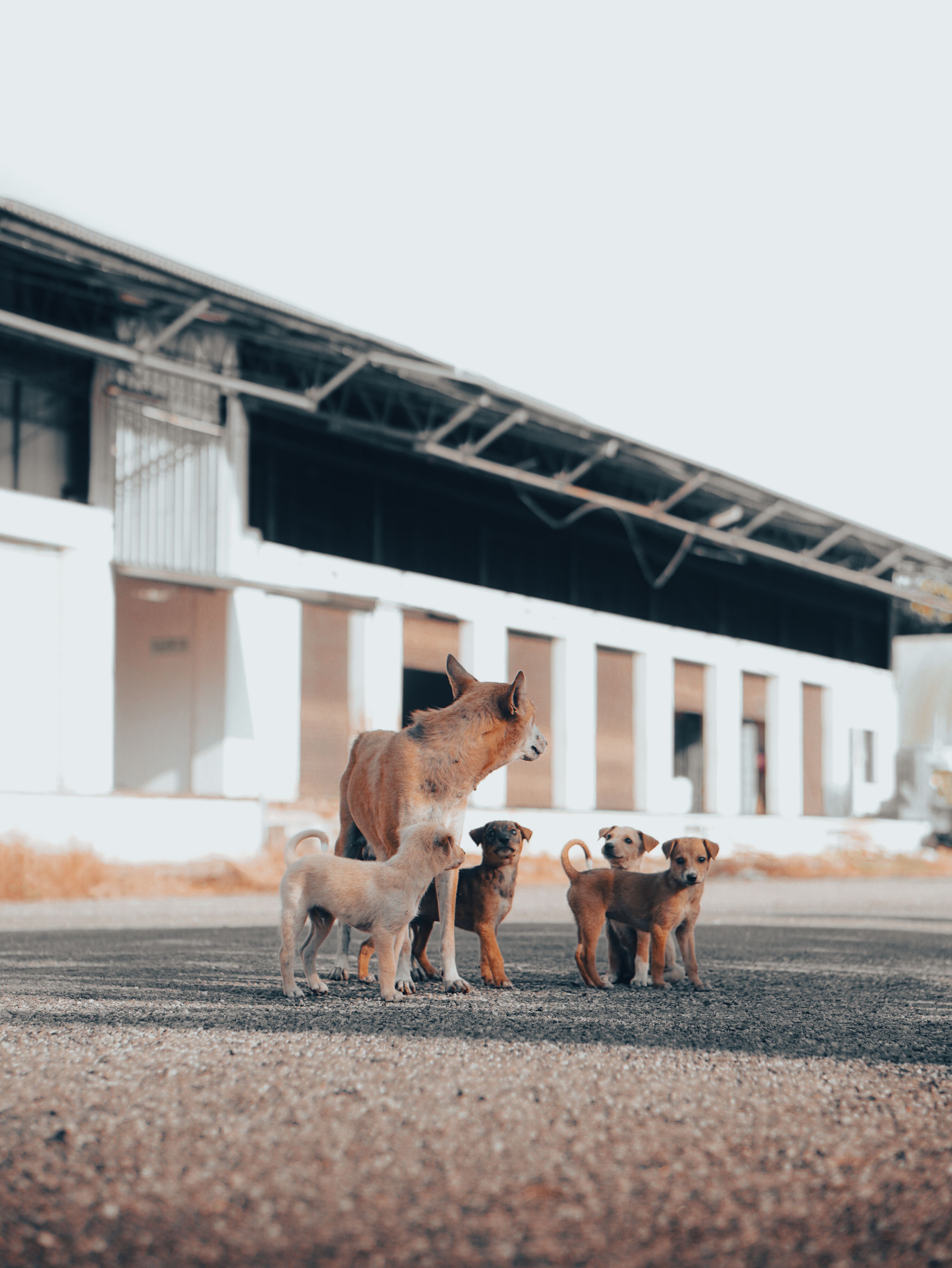 Affordable Puppies For Sale In Saskatchewan: Responsible Buying Guide for Canadian Families