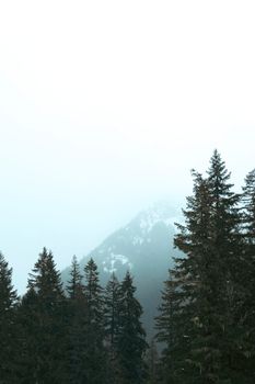 Enchanting misty forest landscape at Mount Rainier, showcasing serene winter beauty.