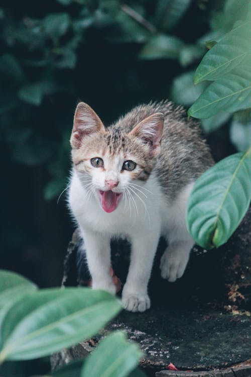 Gratis Anak Kucing Dekat Tanaman Berdaun Hijau Foto Stok