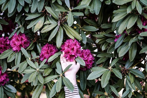 Persoon Aanraken Van Roze Bloemen