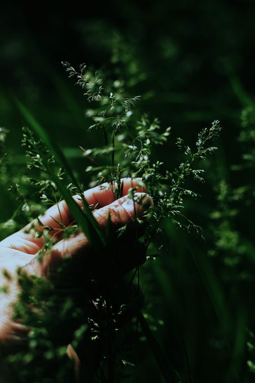 Free Close-up of a hand touching delicate green grass in sunlight, embracing nature's serenity. Stock Photo