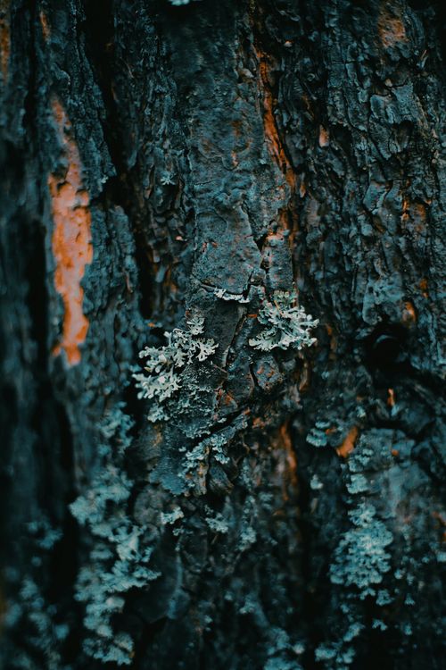 Free Detailed view of tree bark with lichen growth, emphasizing texture and natural patterns. Stock Photo