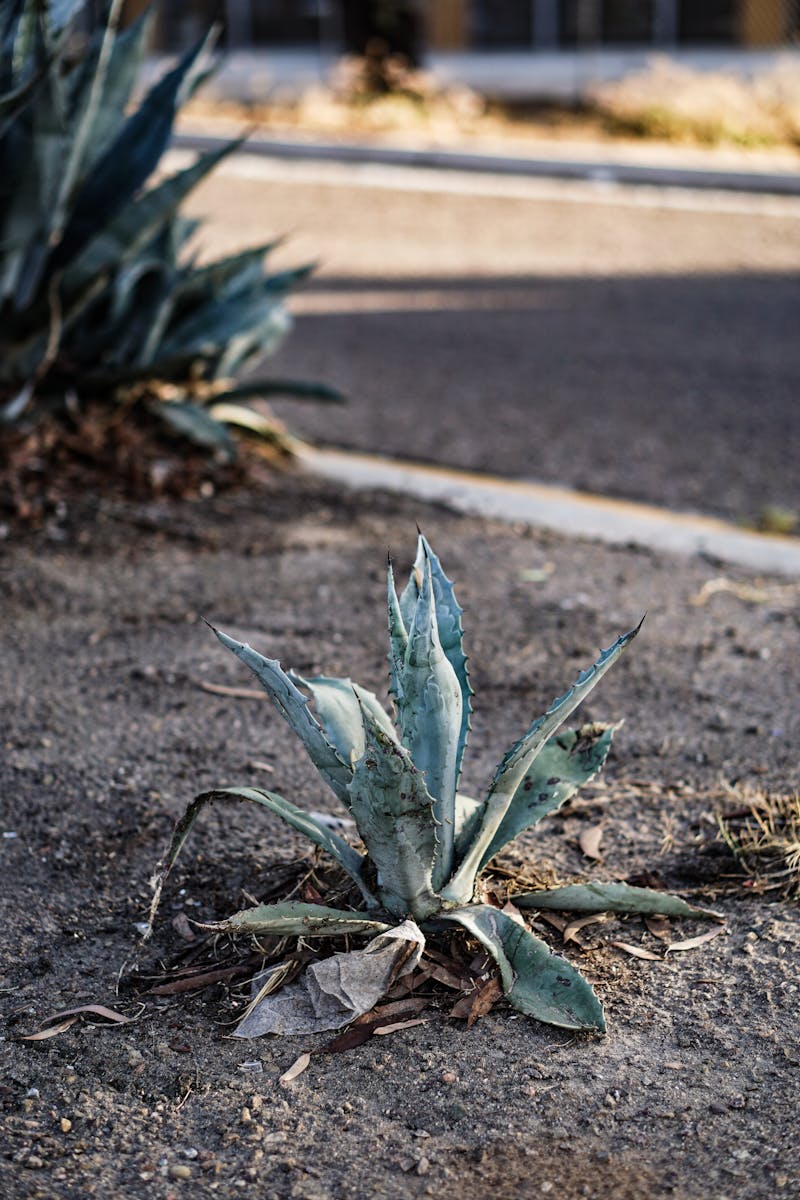 Aloe vera plant showing signs of underwatering with thin, curled leaves