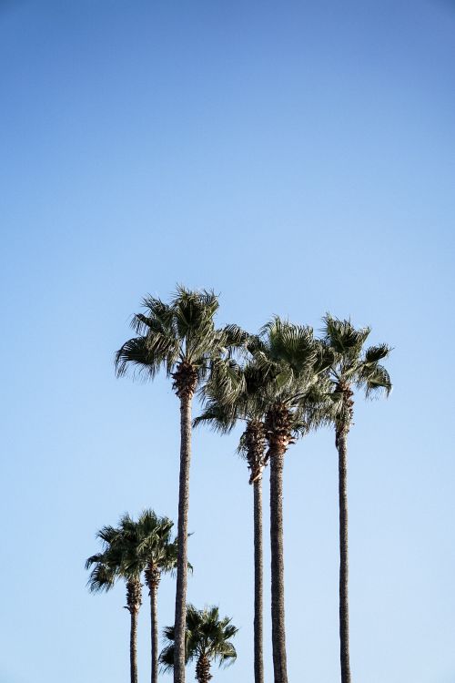 Free A serene view of tall palm trees silhouetted against a bright blue sky on a sunny day. Stock Photo