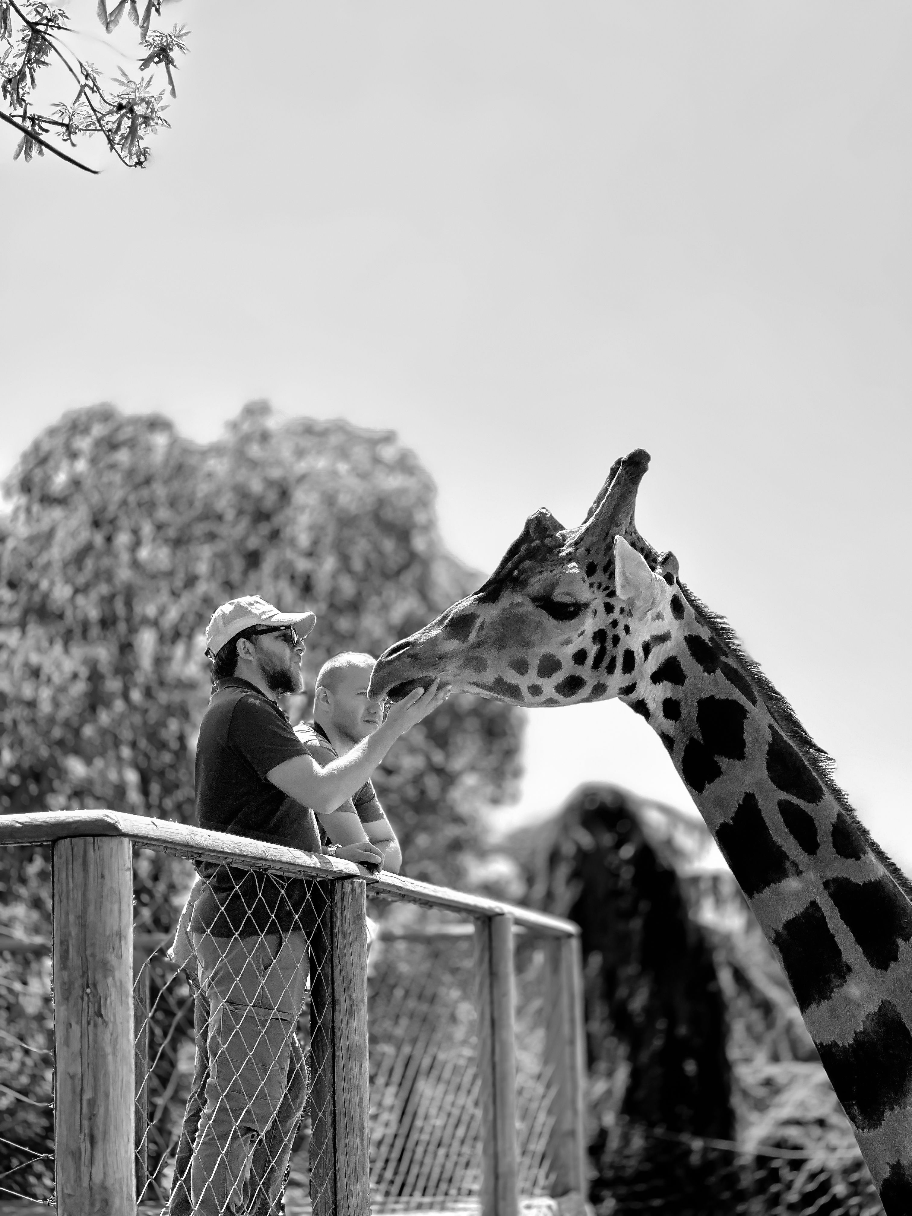 Father and Child Feeding Giraffe at Zoo · Free Stock Photo
