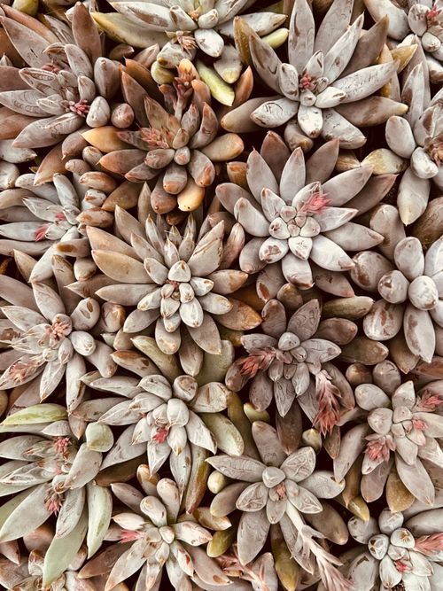 Free Dramatic overhead view of textured succulents creating a natural, earthy pattern. Stock Photo