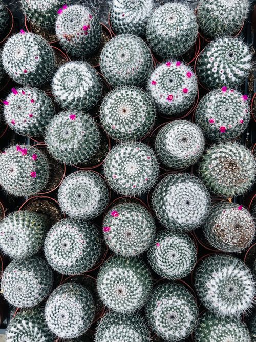 Free Aerial shot of round, spiky cacti with small pink flowers, in pots, arranged in rows. Stock Photo