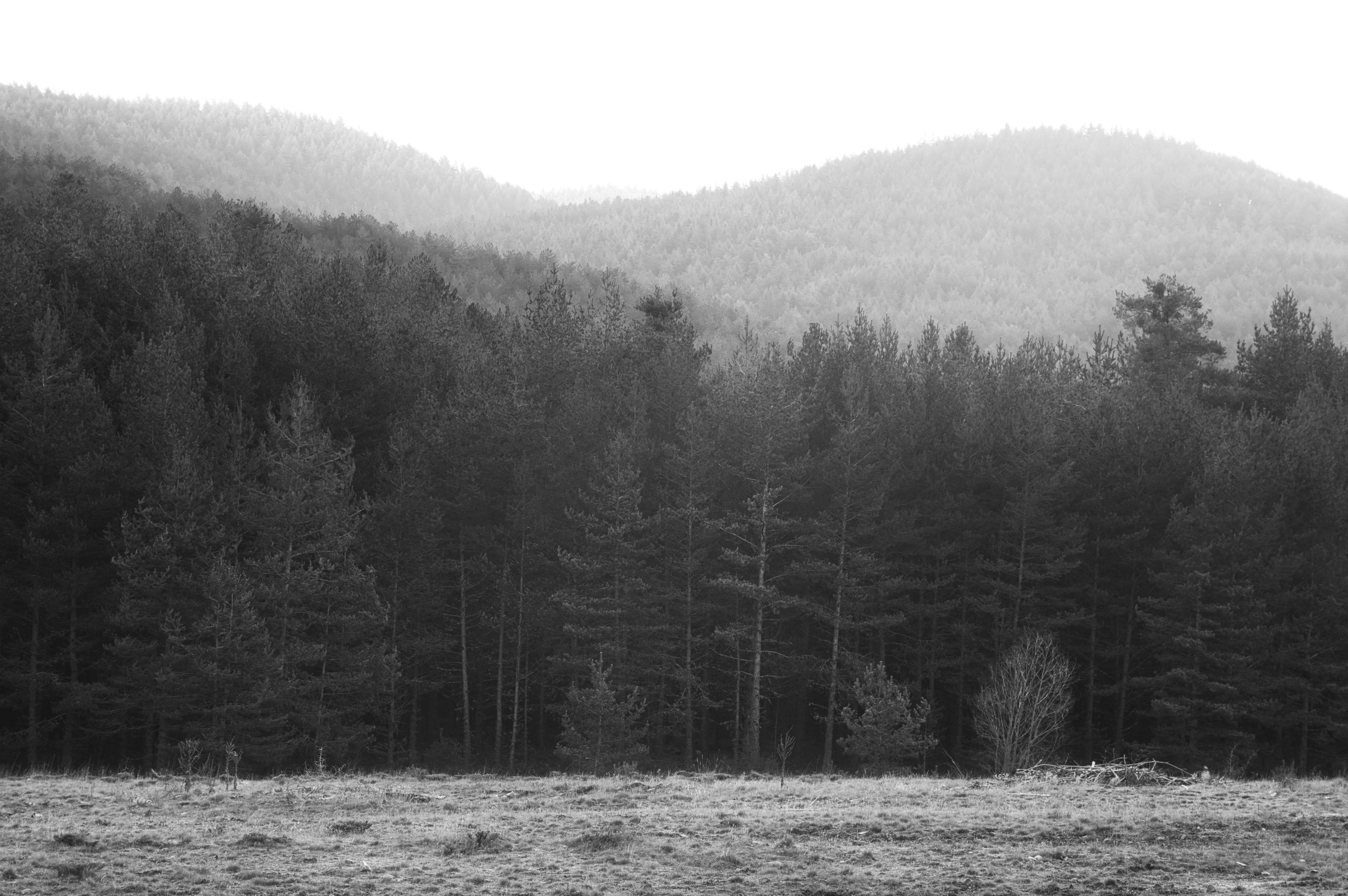 ‘Twin Peaks’ Review: Groundbreaking Television Series a Perfect Accompaniment to the Movies of Spooky Season — Photo by Kaan 