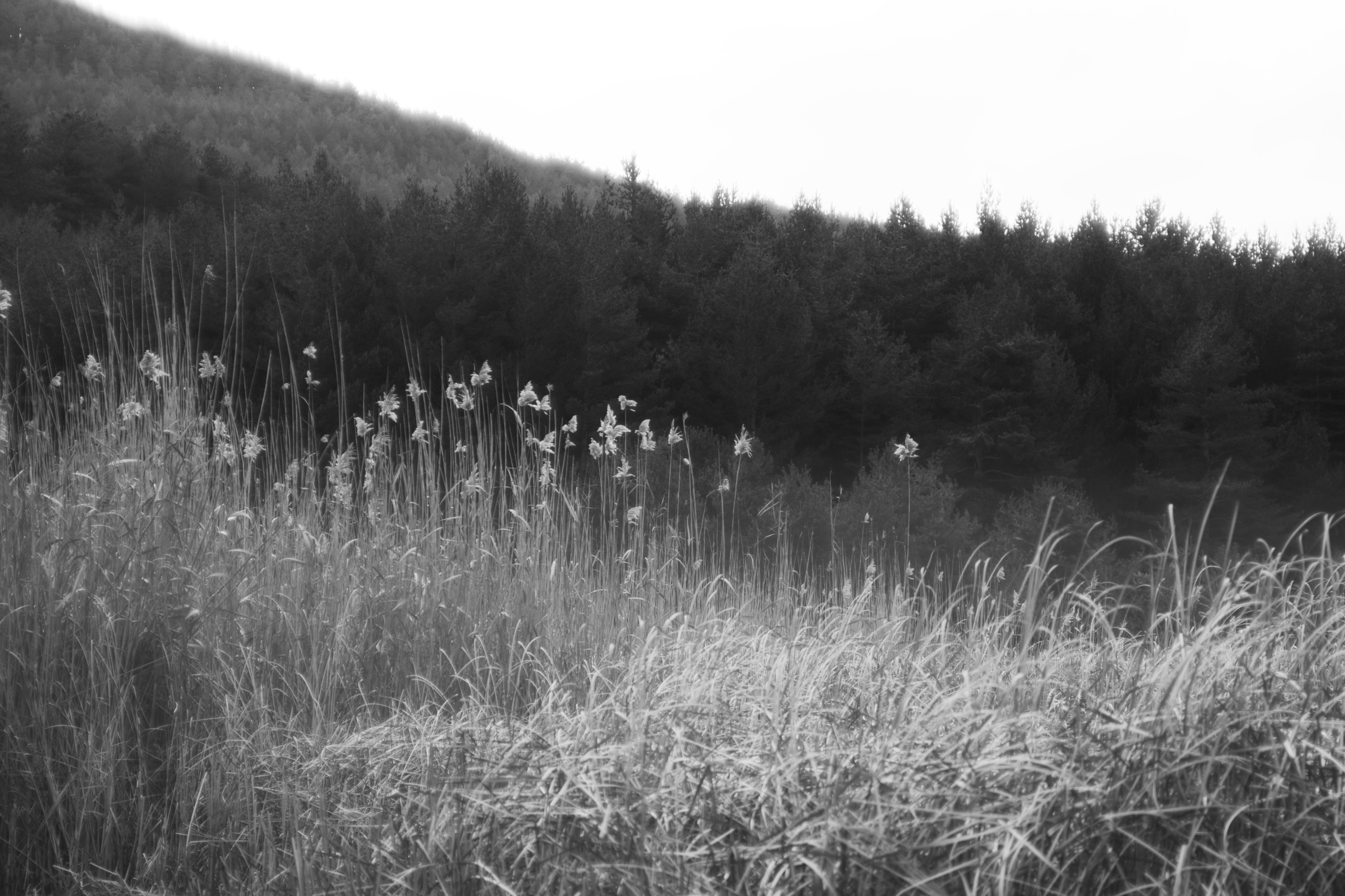 Gratuit Paysage serein en noir et blanc d'une prairie forestière à Ankara, en Turquie. Photos