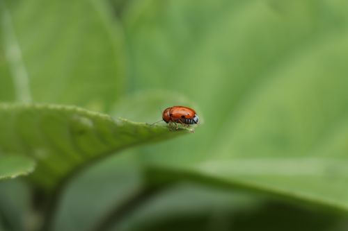 Free Detailed macro shot of a red beetle perched on a green leaf, showcasing nature's vibrant colors. Stock Photo