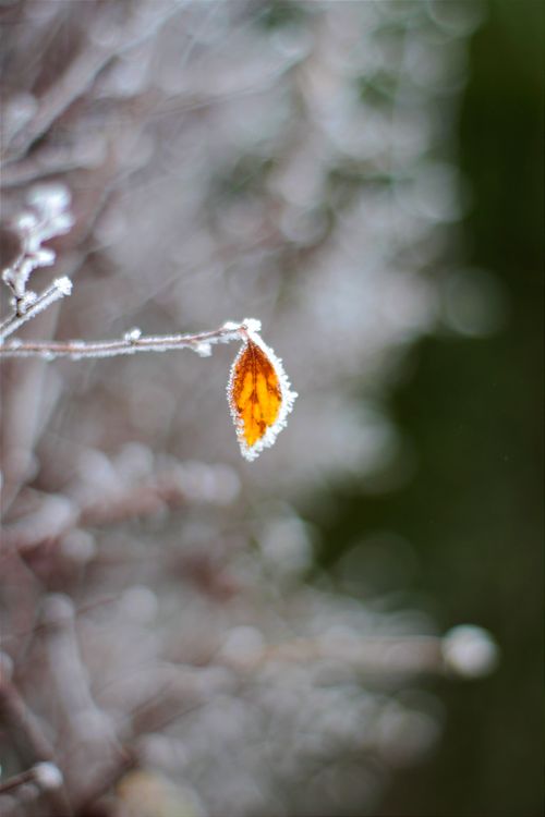 Free Close-up of a frosty leaf on a branch against a blurred wintery background. Stock Photo