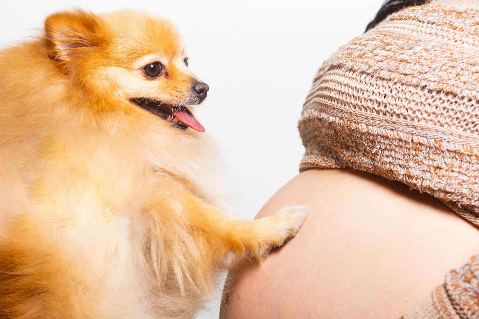 Curious Pomeranian interacts with a pregnant woman's belly, showcasing bonding.