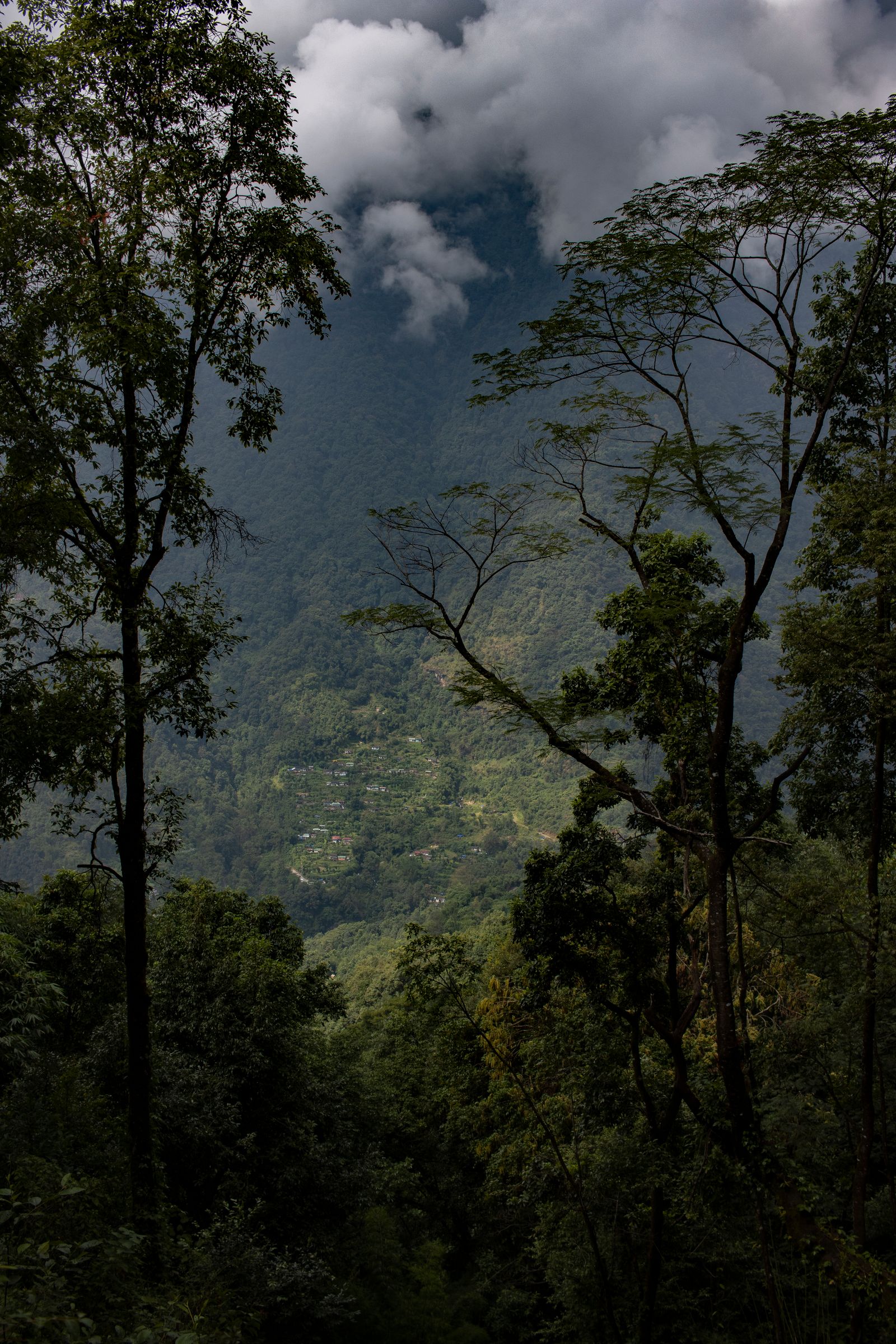 The wooded valley at Yuksom in West Sikkim, tall trees in the foreground and cloud lying along the green ridges