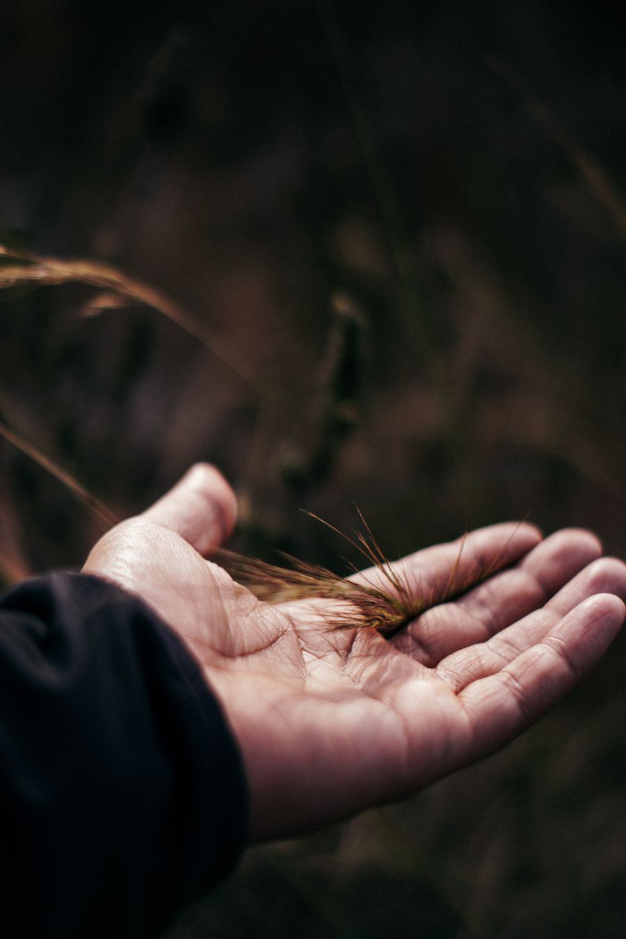 Une main qui touche la nature, lumière douce