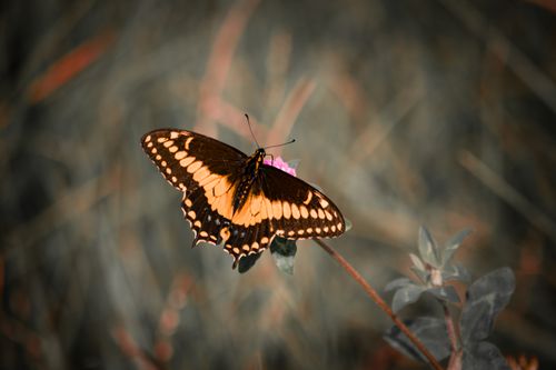 Free A striking butterfly perched gracefully on a wildflower, showcasing its vibrant colors. Stock Photo