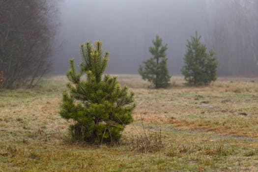 A tranquil scene of evergreen pines in a misty forest, capturing the serene mood of nature.