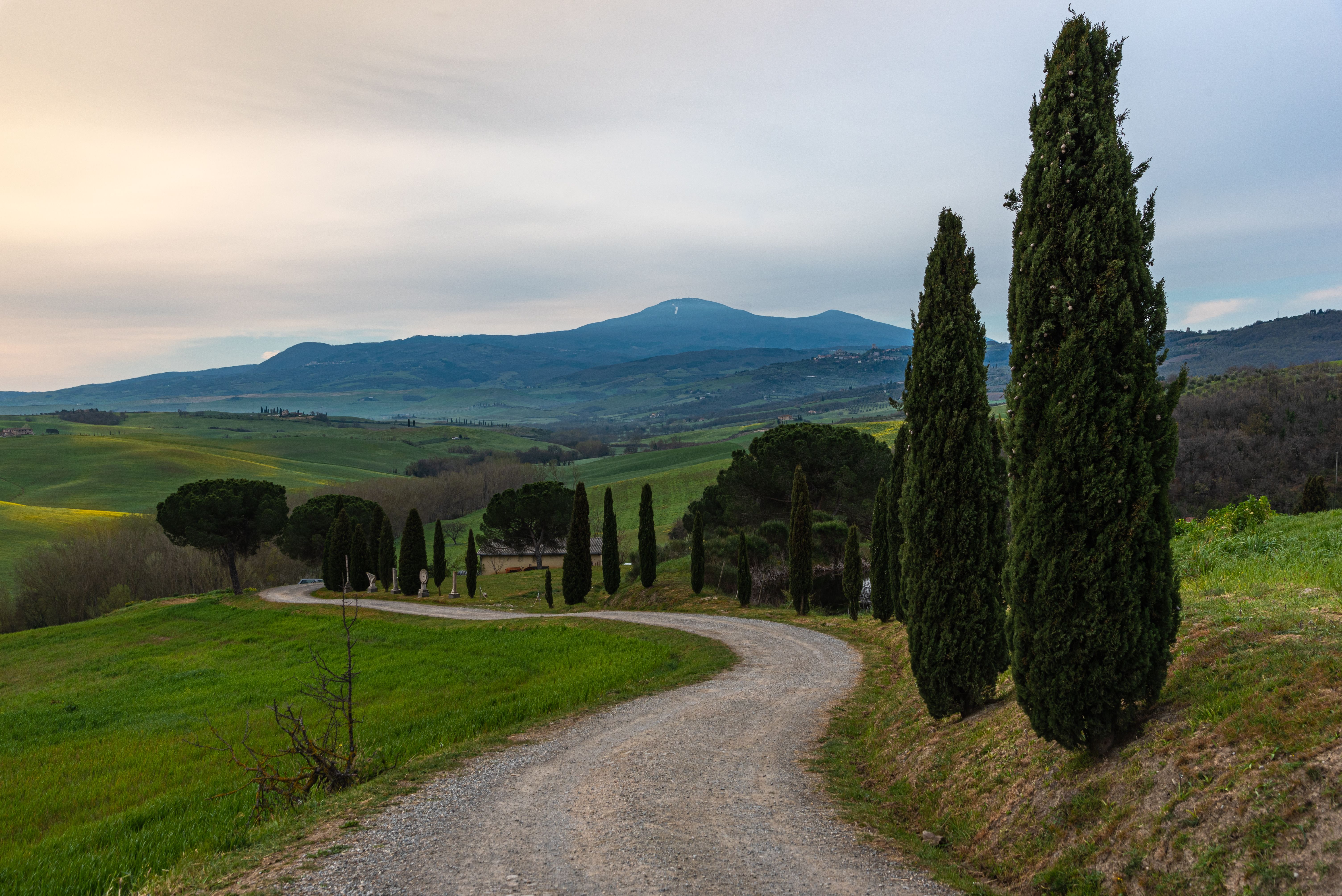 Italian Cypress