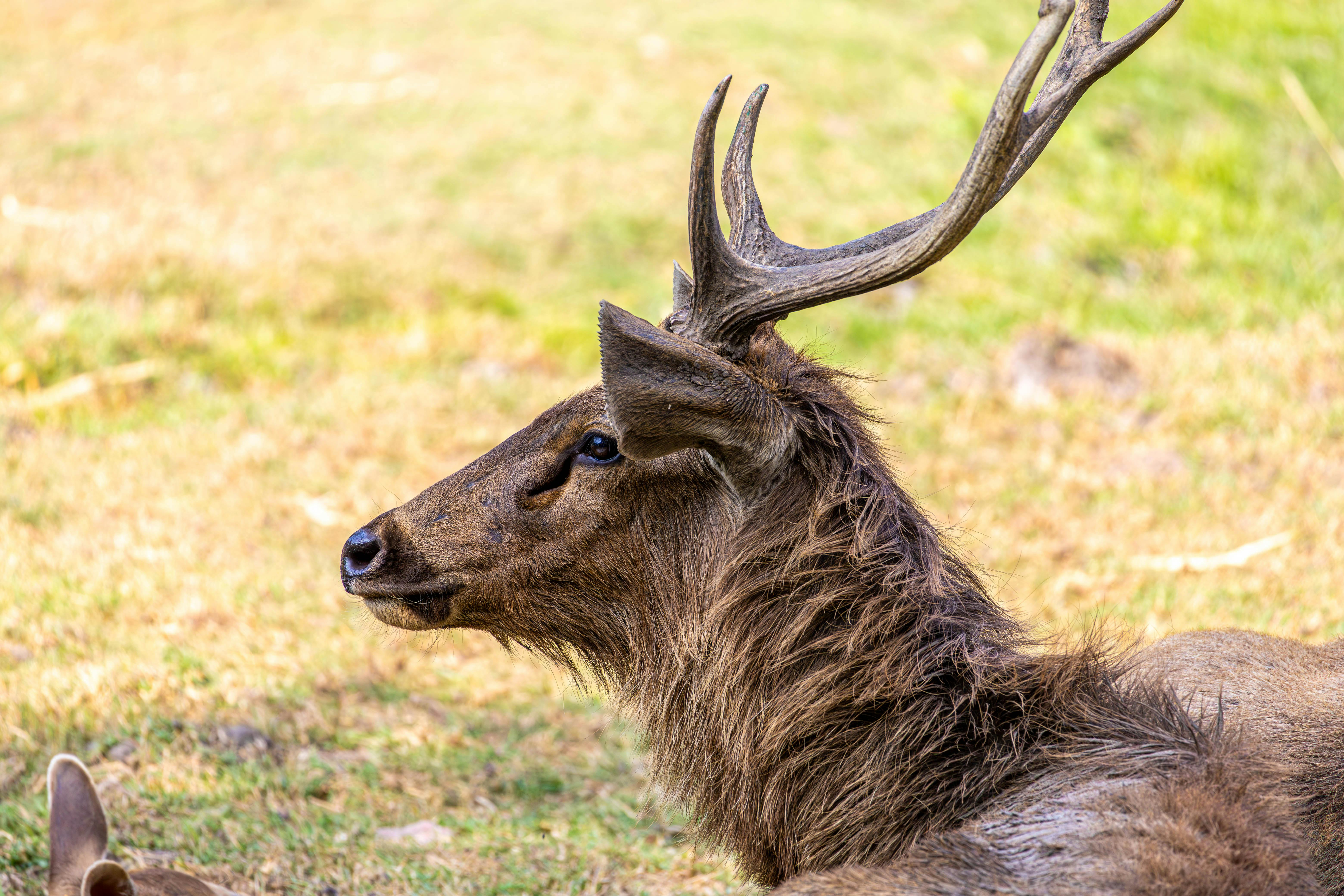 alces alces, アラスカのヘラジカ, フィールド, ブラウジング