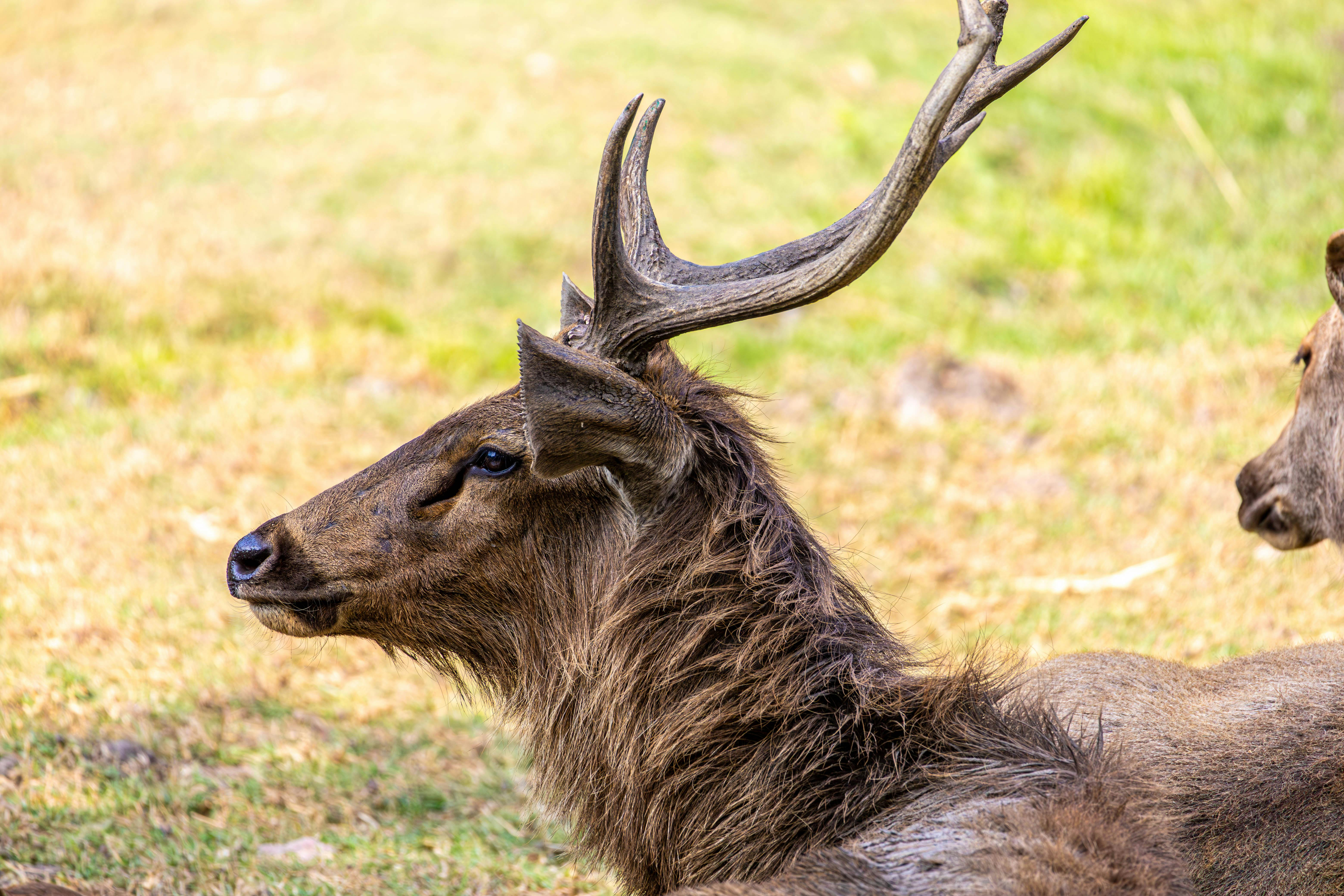 grátis Veado sambar com chifres impressionantes descansando em campo gramado em habitat natural. Foto profissional