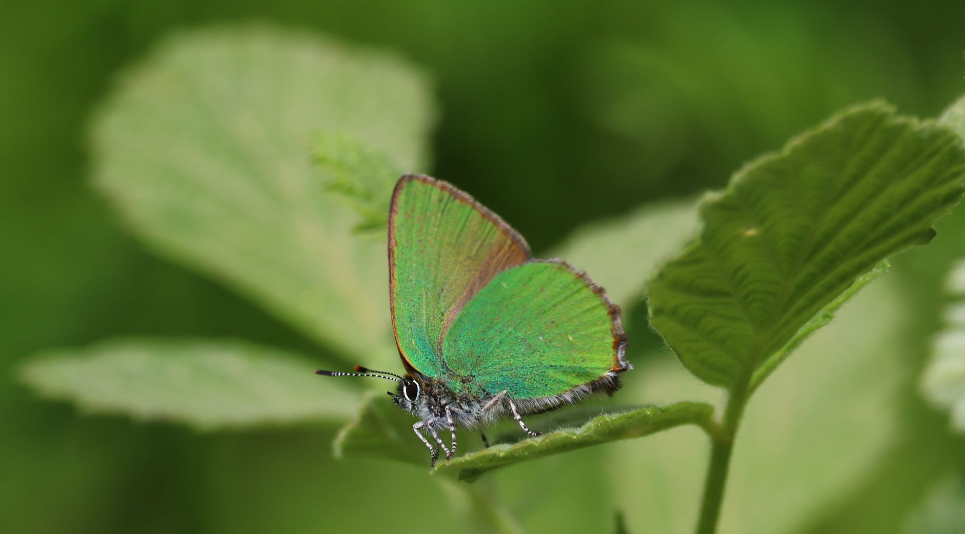 Green Hairstreak butterfly resting on a leaf in Greece.