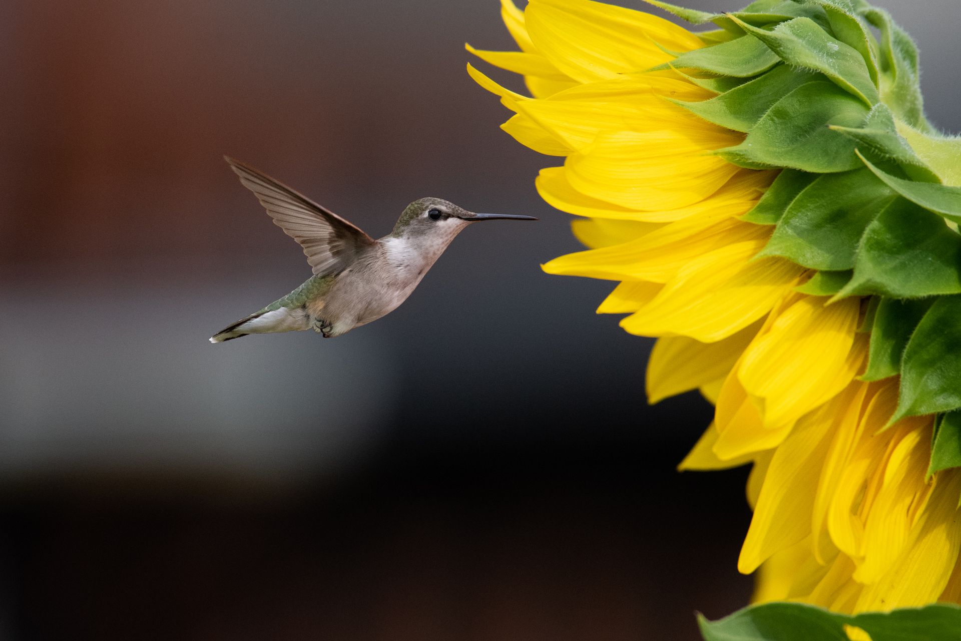 Humming Bird