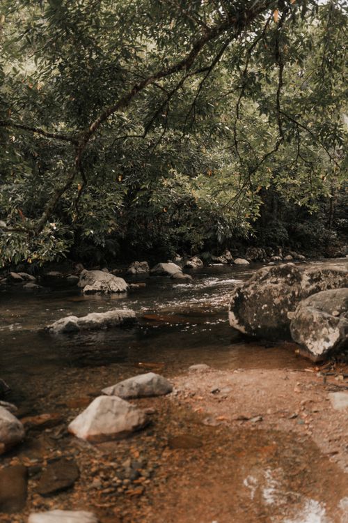 Free Tranquil river flowing through a lush forest with rocks and greenery. Stock Photo