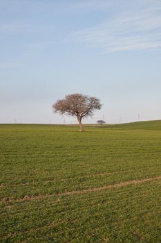 A single tree stands in a lush green field with a clear blue sky overhead, capturing tranquility.