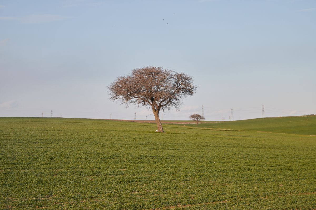 Lonely Tree in Expansive Green Field Landscape · Free Stock Photo