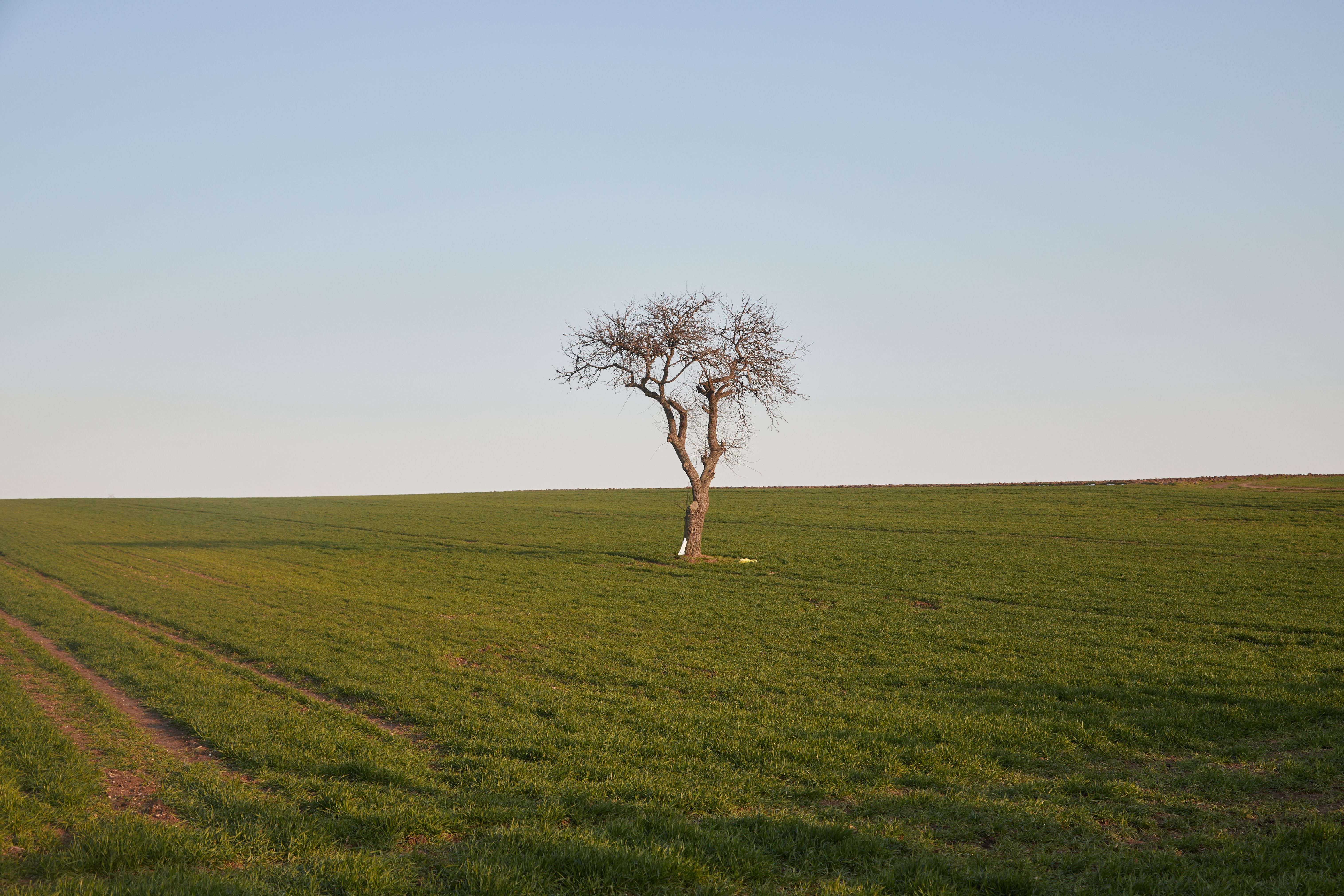 Solitary Tree in Green Spring Field at Sunset · Free Stock Photo