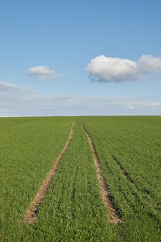 Endless green field with a clear sky and a single cloud, perfect for nature themes.