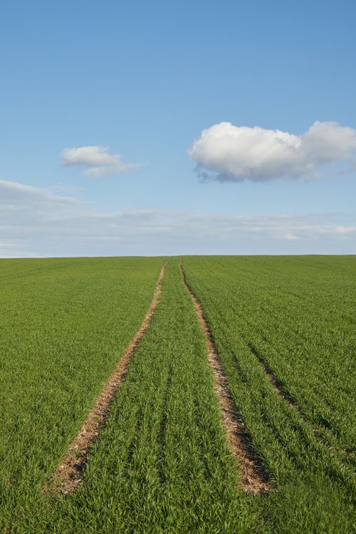 Free Endless green field with a clear sky and a single cloud, perfect for nature themes. Stock Photo