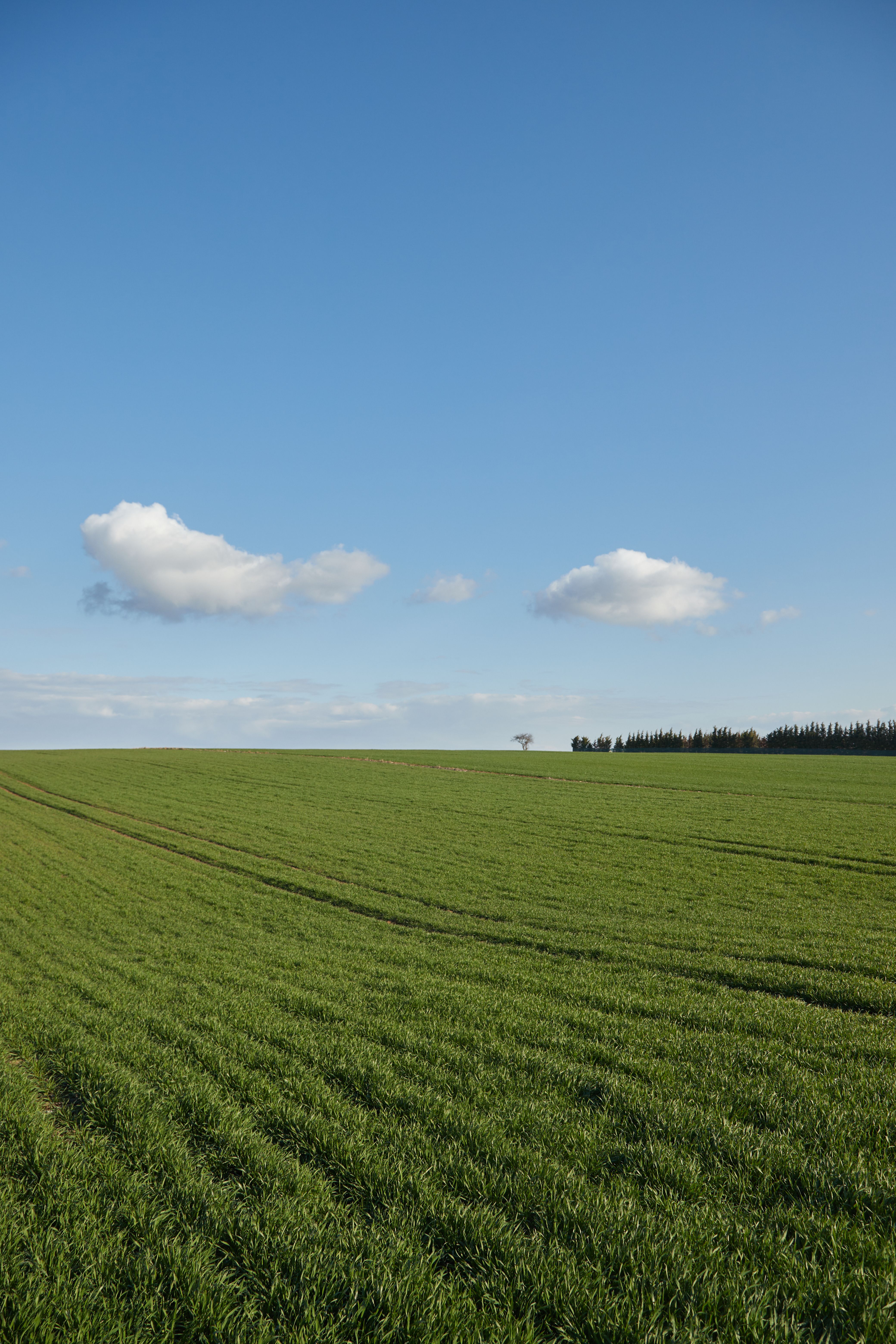 Peaceful Green Field Under Blue Sky Landscape · Free Stock Photo