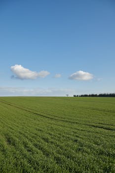 A serene landscape of a vast green field with a clear blue sky and fluffy clouds, symbolizing tranquility.