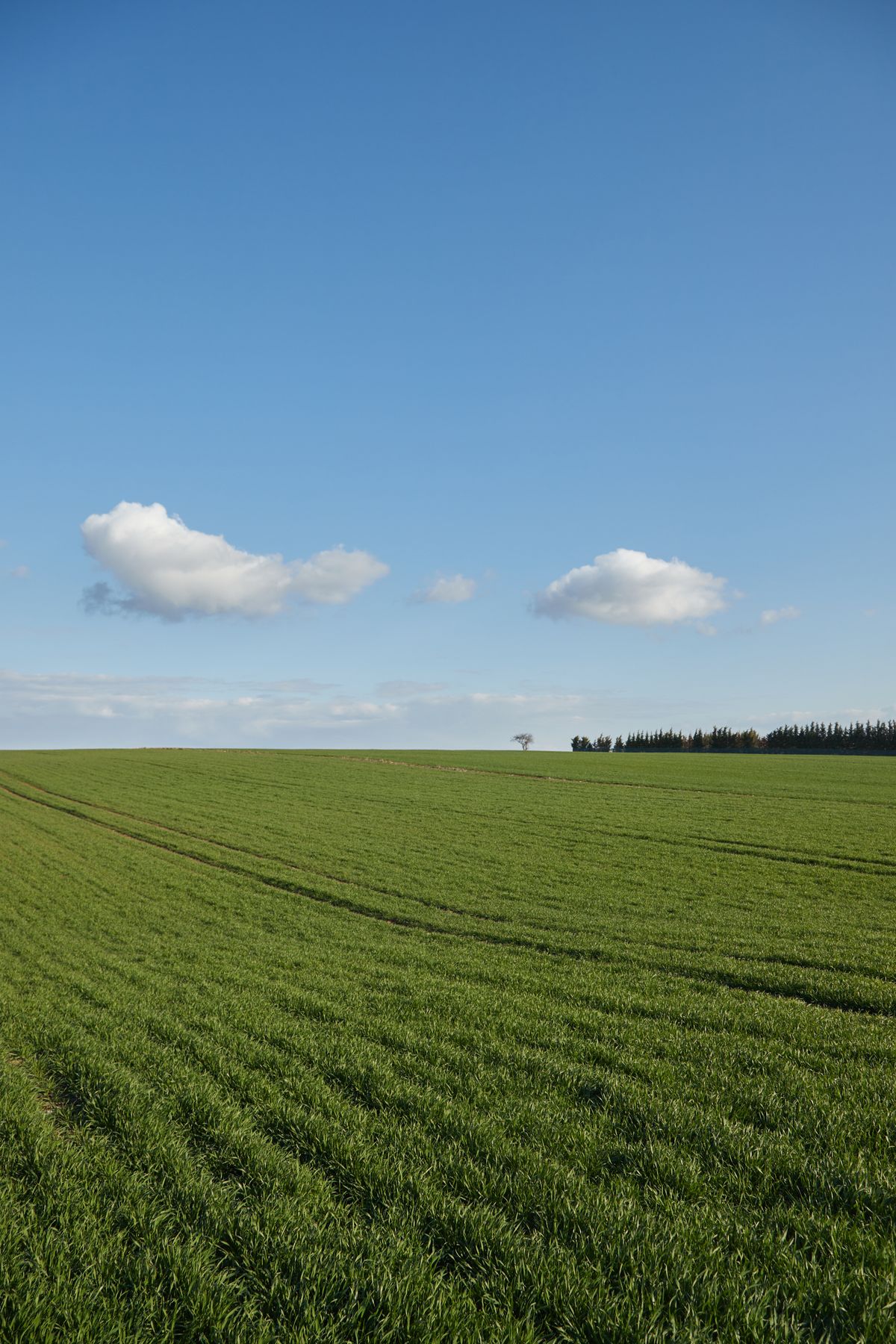 Lush Green Field under Blue Sky · Free Stock Photo