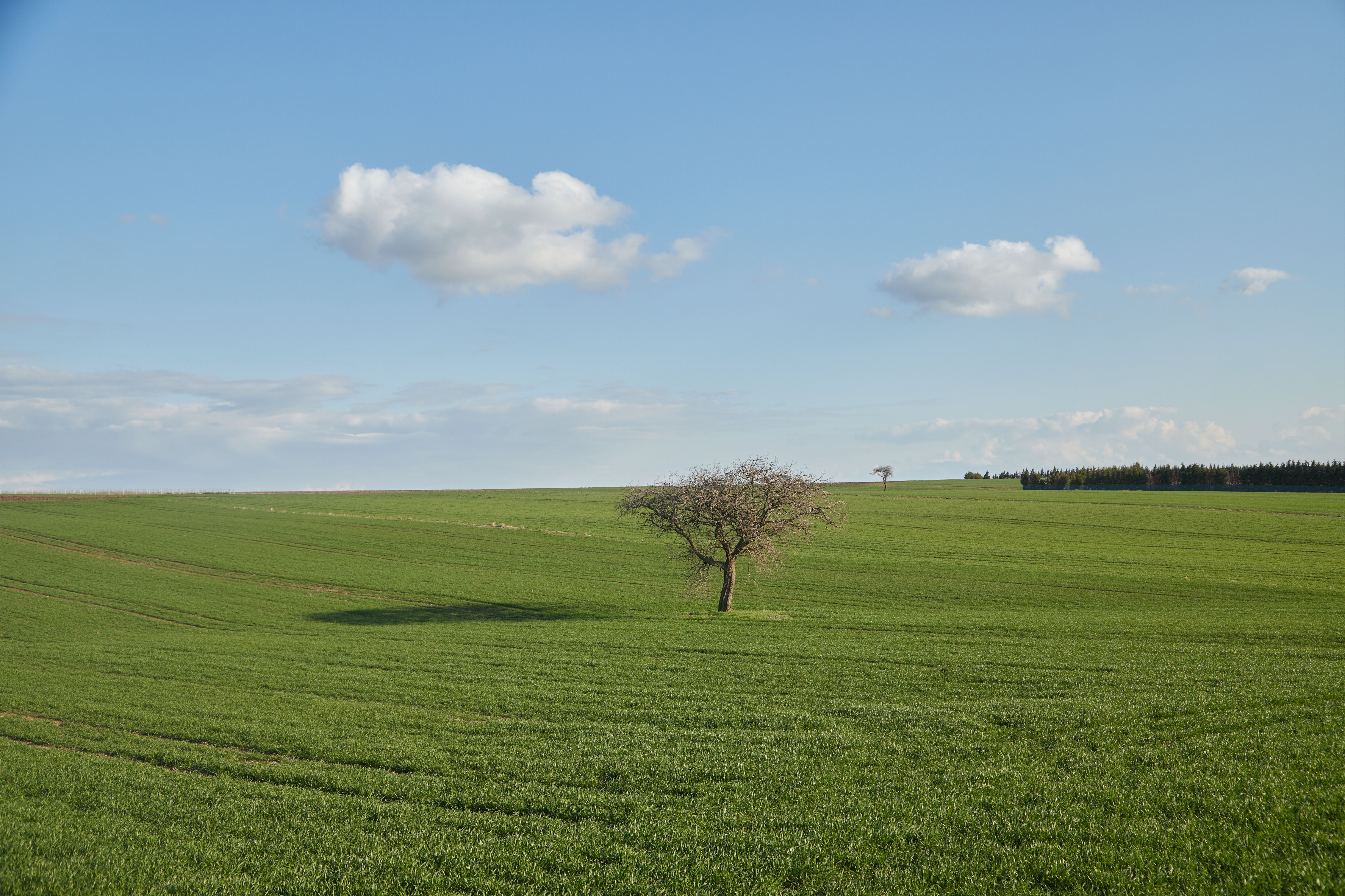 Lone Tree in Expansive Green Field under Blue Sky · Free Stock Photo