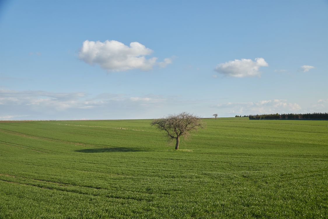 Lone Tree in Expansive Green Field under Blue Sky · Free Stock Photo