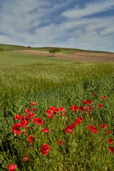 A scenic view of poppies in a lush field under a bright spring sky.