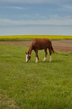 A serene image of a horse grazing in a lush green field under a clear blue sky, ideal for nature and tranquility themes.