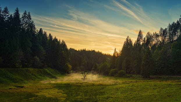 轻雾笼罩着日出时分的田园诗般森林与草地，尽显宁静