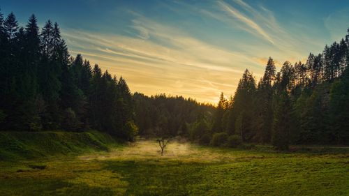Free Idyllic forest and meadow scene capturing the tranquility of sunrise with light fog. Stock Photo