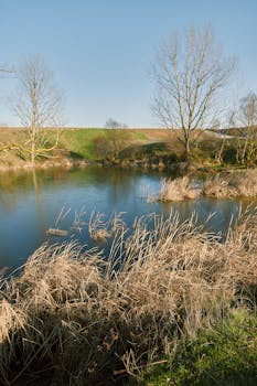 A peaceful scene of bare trees and a tranquil pond in early spring.