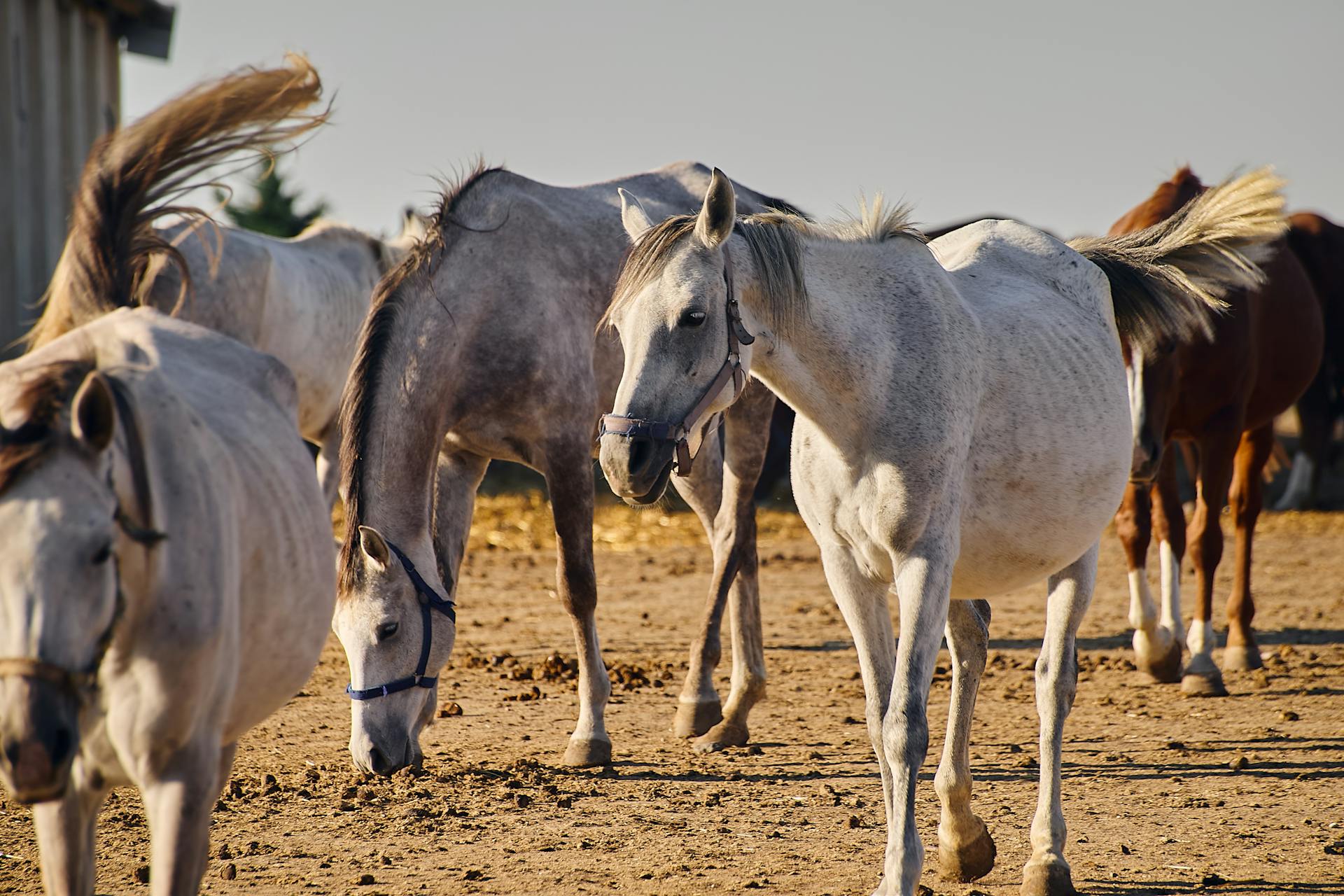 Free stock photo of alight, amazing, american farm