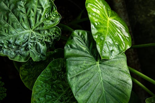 бесплатная Крупным планом фото зеленых листьев растений Стоковое фото