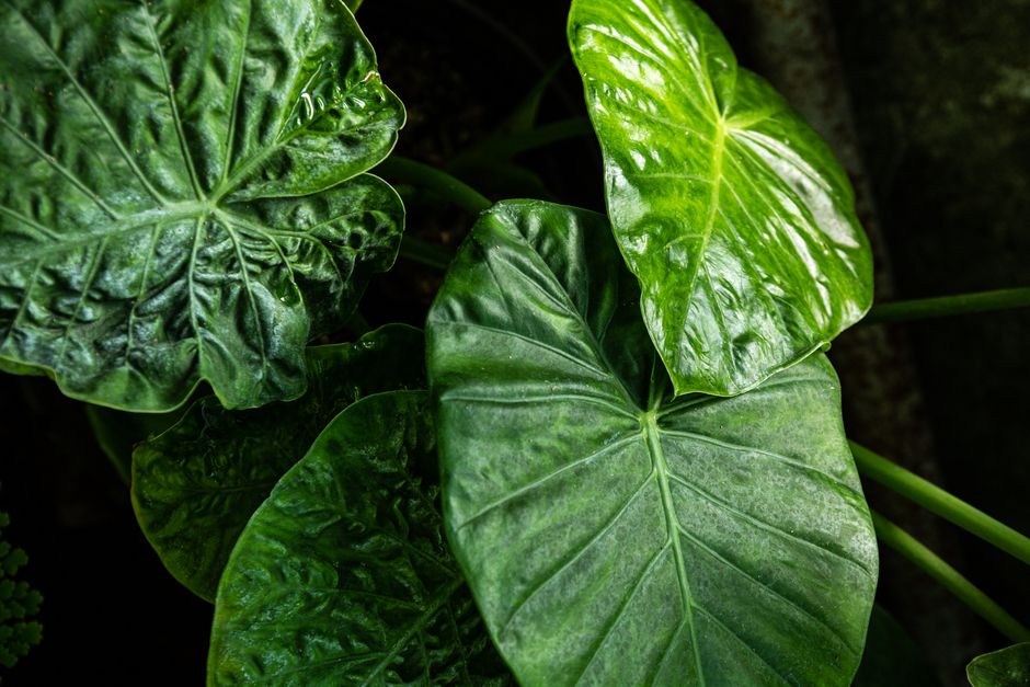 Close-up of vibrant green leaves showcasing fresh growth and natural beauty.